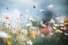 Nature Gentle Hues Paper Art Print