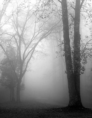 November Fog Nature Print