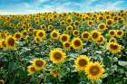 Cotona Sunflowers #1 Art Print