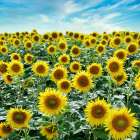 Cortona Sunflowers #2 Art Print