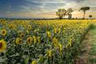 Cotona Sunflowers #3 Art Print