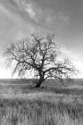 Coastal Oak Series No. 12 Art Print
