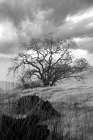 Coastal Oak Series No. 16 Art Print