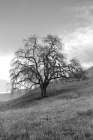 Coastal Oak Series No. 17 Art Print