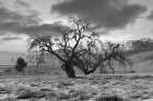 Coastal Oak Series No. 46 Art Print