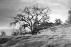 Coastal Oak Series No. 47 Art Print