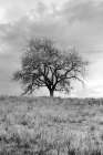 Coastal Oak Series No. 26 Art Print