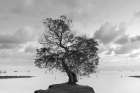 Coastal Oak Series No. 36 Art Print