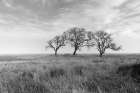 Coastal Oak Series No. 40 Art Print