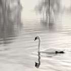 Sunlit Swan Art Print
