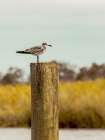 Gull On Piling ΓÇô St Augustine Art Print