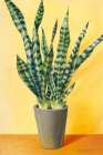 Sunny Sansevieria Art Print