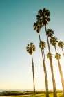 Palms and Ocean ΓÇô An Inseparable Pair Art Print