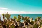 Cactuses Admiring the Ocean Art Print