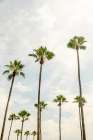 California Giants Art Print