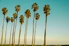 Under the California Sky Art Print
