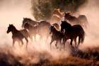 Horses Art Print