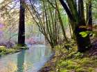 Bohemian Creekside Art Print