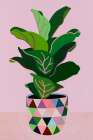 Plant with Pink Vase Art Print
