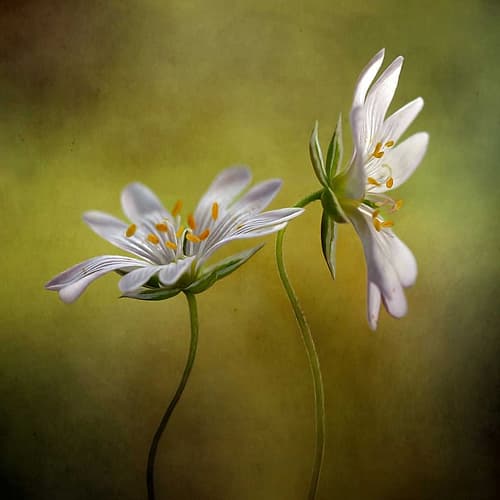 Echo Art Print by Mandy Disher