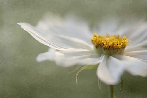Whisper Art Print by Mandy Disher
