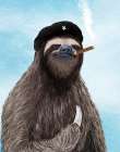 El Sloth Art Print