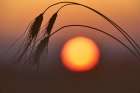 Wheat and Sunrise Art Print