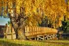 Fall Aspen Art Print