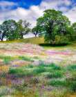 Mixture of Wildflowers Art Print