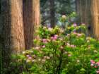 Blooming Rhododendrons Art Print