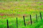 Fence Line With Wildflowers Art Print