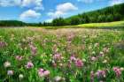 Prairie Smoke Wildflowers Art Print