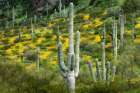 Saguaro Cactus With Poppies Art Print