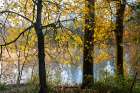 Willamette River With Fall Colors Art Print