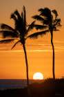 Sunset Through Palm Trees Art Print