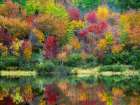 Autumn Color and Pond Art Print