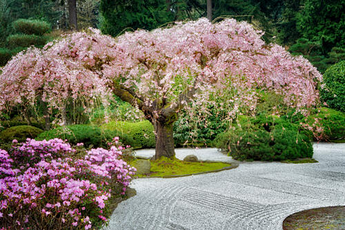 Japanese Gardens in Portland Art Print