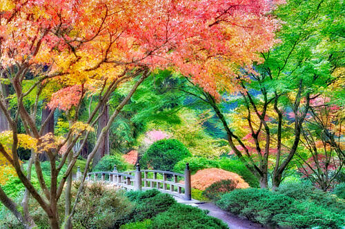 Japanese Gardens with Bridge Art Print