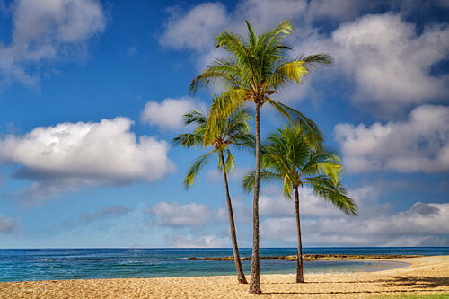 Palm Trees in Kauai Art Print