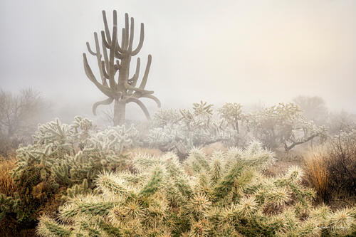 Saguaro Cactus in Fog, Arizona Art Print
