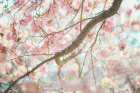 Branch Blossoms Art Print
