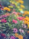 Garden Party Art Print