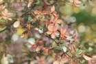 Pastel Petals Art Print