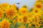 Happy Hummingbird and Sunflowers Art Print