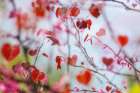 Heart Leaf Tree Art Print