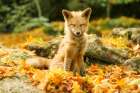 Sleepy Fall Fox Art Print