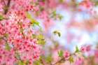 Whimsical Bee And Cherry Tree Art Print