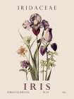 Iris Art Print