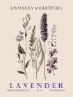 Lavender II Art Print