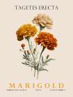 Marigold Art Print